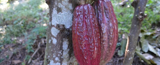 cacap en centroamerica