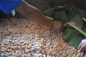 grano cacao El Salvador