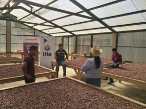 proyecto cacao Asolsenor Guatemala