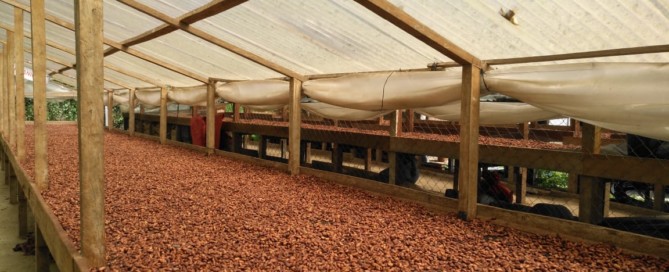 CACAO EN GUATEMALA. ILLA